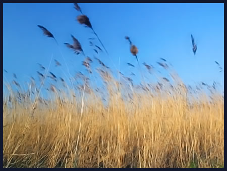 tall-grass.jpg