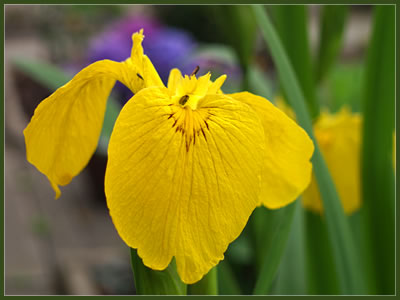 yellowiris.jpg