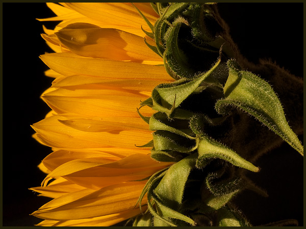 sunflower-sideways.jpg