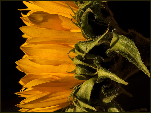 sunflower-sideways.jpg