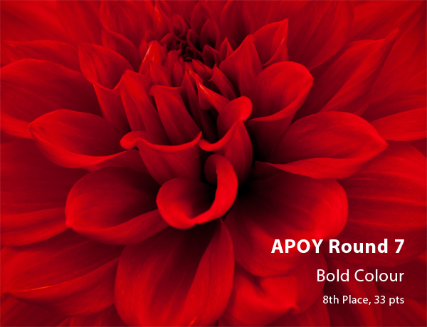 APOY Round 7, Bold Colour