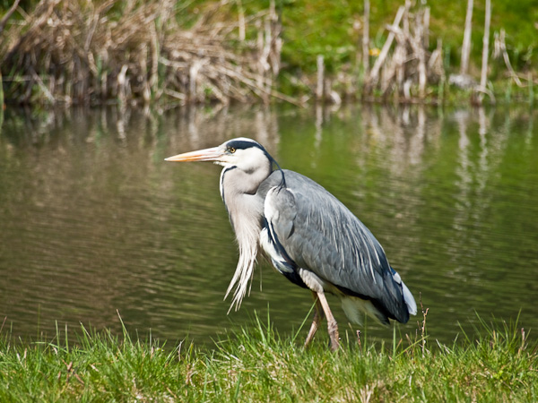 heron