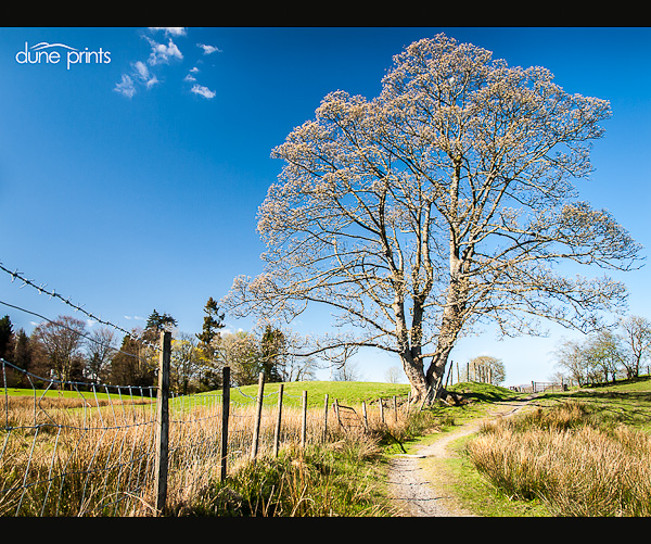 Rural Idyll