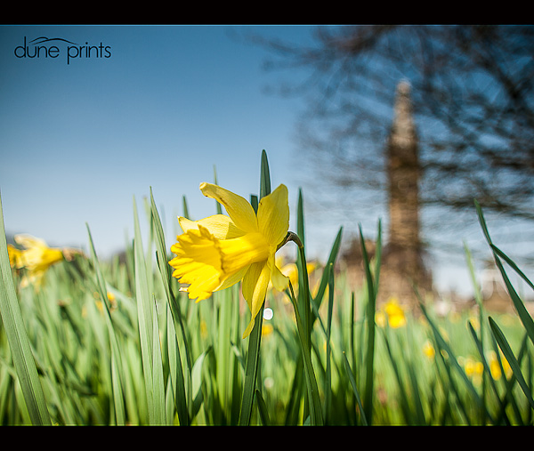 Scarisbrick Hall Daffodils