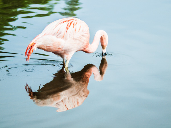 Flamingo Feeding