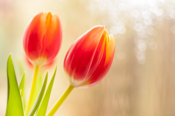 Soft Light Tulips